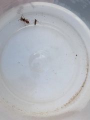 Pseudomethoca bequaerti