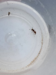 Pseudomethoca bequaerti