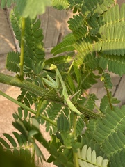 Stagmomantis