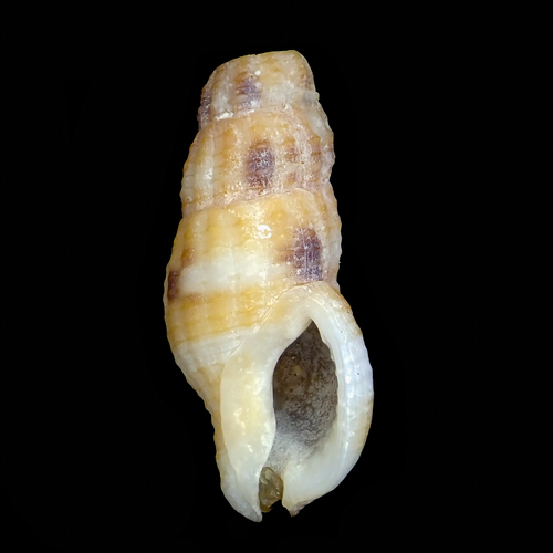 Caducifer truncata observed 2020-04-05