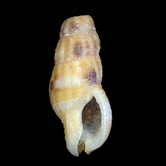 Image of Caducifer truncatus