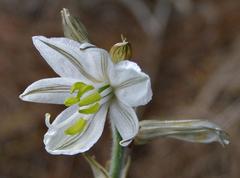 Chlorophytum transvaalense