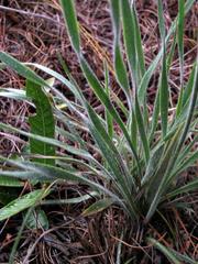Chlorophytum transvaalense