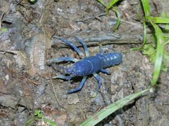 Cambarus fetzneri