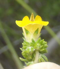 Aspalathus opaca rostriloba