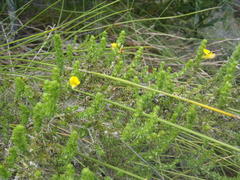 Aspalathus opaca rostriloba