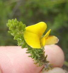 Aspalathus opaca rostriloba