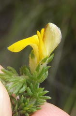 Aspalathus opaca rostriloba