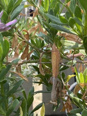 Stagmomantis