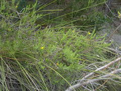 Aspalathus opaca rostriloba