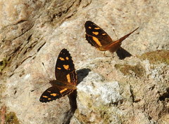 Telenassa berenice