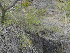 Aspalathus opaca rostriloba