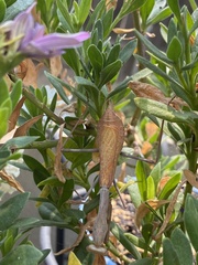 Stagmomantis