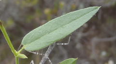 Psoralea plauta