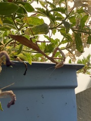 Stagmomantis