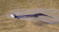 Aonyx capensis capensis