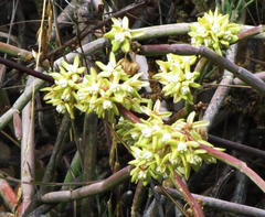 Cynanchum viminale viminale