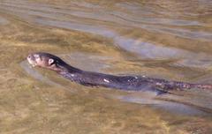 Aonyx capensis capensis