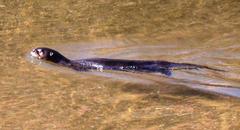 Aonyx capensis capensis