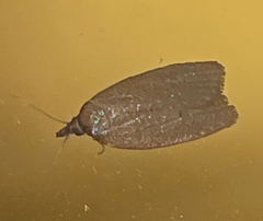 Sparganothis distincta