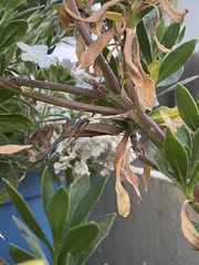 Stagmomantis