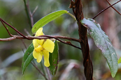 Hibbertia dentata