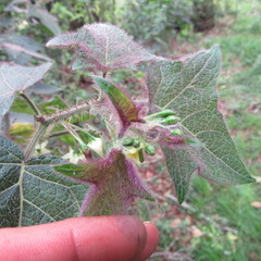 Solanum acerifolium