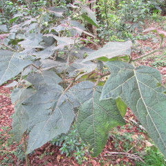 Solanum acerifolium