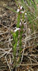 Striga bilabiata bilabiata