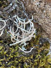 Thamnolia vermicularis