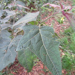 Solanum acerifolium