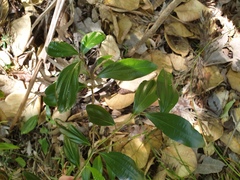 Cryptocarya laevigata