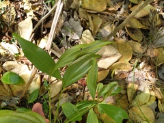 Cryptocarya laevigata