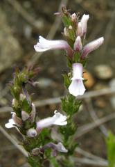 Striga bilabiata bilabiata