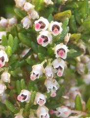 Erica hispidula hispidula