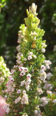 Erica hispidula hispidula