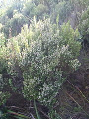 Erica hispidula hispidula