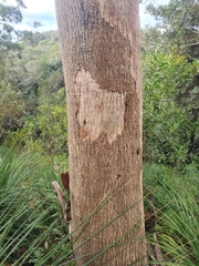 Eucalyptus punctata