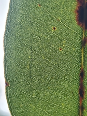 Eucalyptus punctata