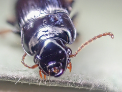 Harpalus innocuus