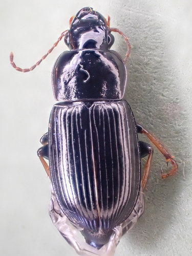 Innocuous Harp Ground Beetle