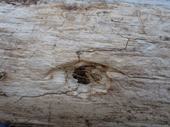 Melanerpes formicivorus