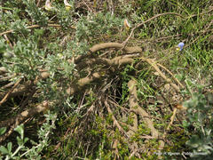 Lotononis sericophylla