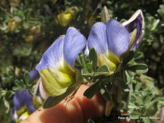 Lotononis sericophylla