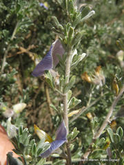 Lotononis sericophylla