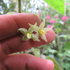 Solanum acerifolium