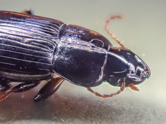 Harpalus innocuus