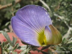 Lotononis sericophylla