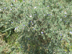 Lotononis sericophylla