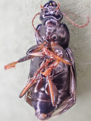 Harpalus innocuus